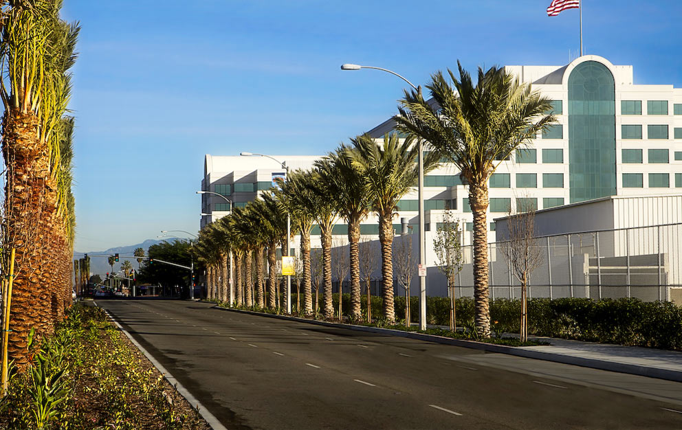 Palm-lined entry drive at a commercial office building, trees maintained by CG Landscape